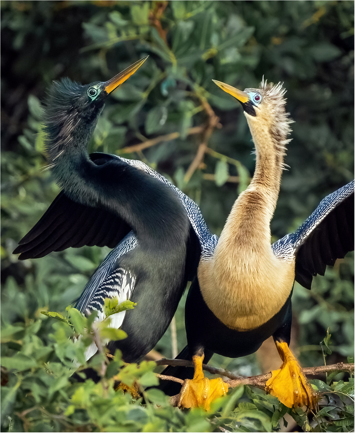 1st PrizeOpen Nature In Class 3 By Sharon Denny For Anhinga Love Dance FEB-2024.jpg